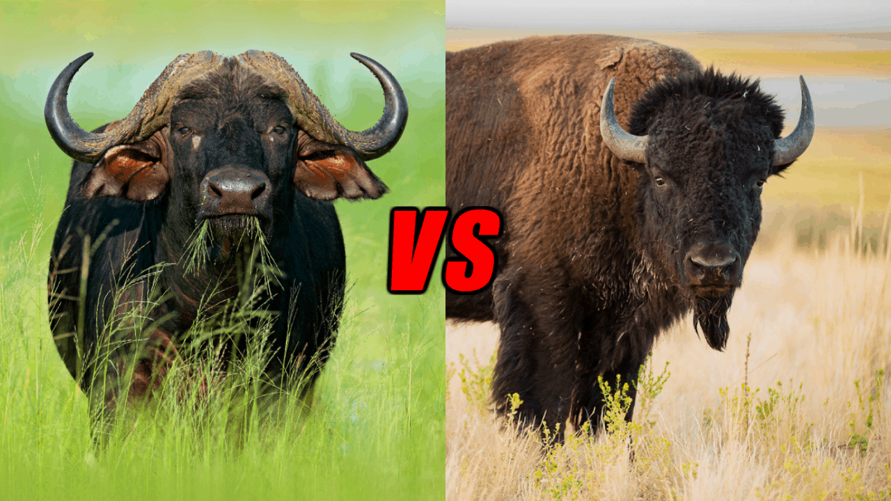 Water Buffalo vs BisonIs there a difference?